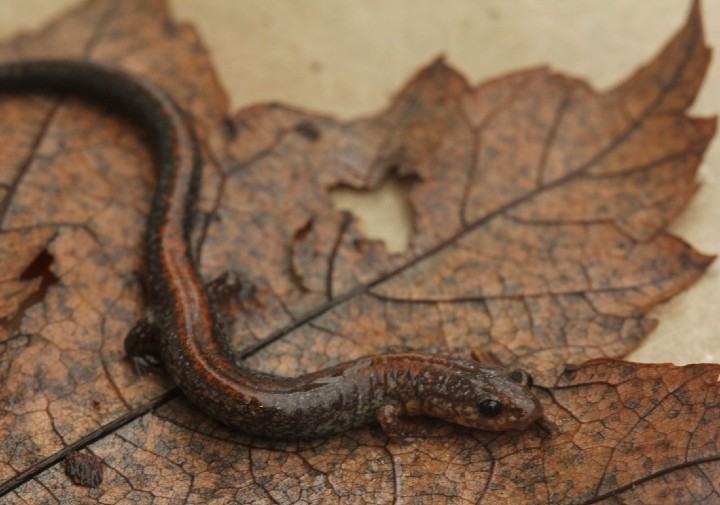 Redback Salamander